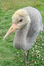 Green White Yellow on 25th July 2013 Green White Yellow on 25th July 2013